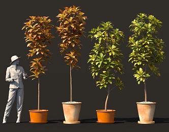 Leaf-changing wood shrub tree bonsai garden patio sketch 3d model