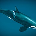 Modern Killer Whale 3d model