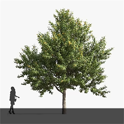 modern poplar 3d model