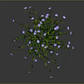 Vibrant Purple and White Flowering Plant with Green Stems Leaves against Dark Background