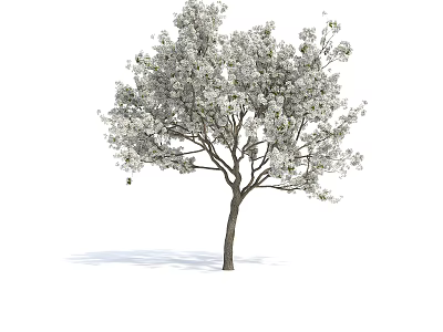 Blooming Arbor With White Flowers Lush Branches And Green Leaves 3d model