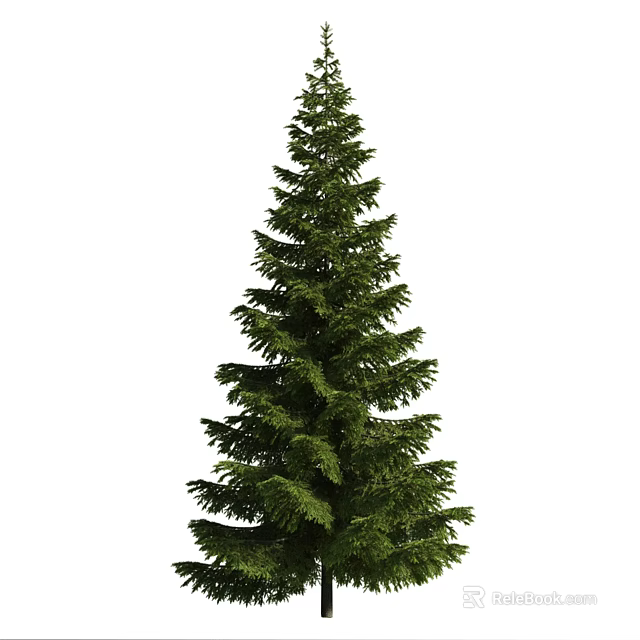 Tall Evergreen Arbor Featuring Conical Shape And Lush Green Pine Foliage 3d model 