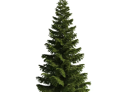 Tall Evergreen Arbor Featuring Conical Shape And Lush Green Pine Foliage 3d model