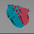3D Heart Organ Model with Hair Like Fibers in Blue and Pink Segments