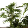 Lush Green Palm Plants With Clustered Leaves On Wooden Platform Natural Foliage