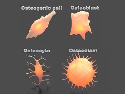 Scientific Themed Decorative Ornament Set With Osteogenic Cell Osteoblast Osteocyte And Osteoclast 3d model