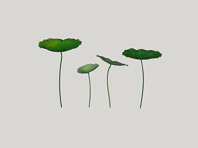 Aquatic Plants Fresh Green Lotus Leaves with Long Stems and Various Sizes 3d model