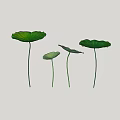 Aquatic Plants Fresh Green Lotus Leaves with Long Stems and Various Sizes