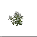 Natural White Flowering Plants With Clustered Blooms And Lush Green Foliage