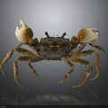 Brown and White Crab With Large Claws On Dark Background Showing Reflection