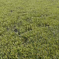 Vibrant Green Grass Field With Lush Natural Foliage And Sunlit Texture