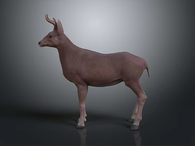 Realistic 3D Brown Deer Model With Antlers On Grey Background And Shiny Floor 3d model