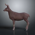 Realistic 3D Brown Deer Model With Antlers On Grey Background And Shiny Floor