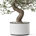 Decorative Olive Tree Ornament With Bent Trunk Green Leaves In White Planter