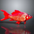 Vibrant Red Aquatic Fish With Shiny Scales Tail Fins And Reflection On Dark Background