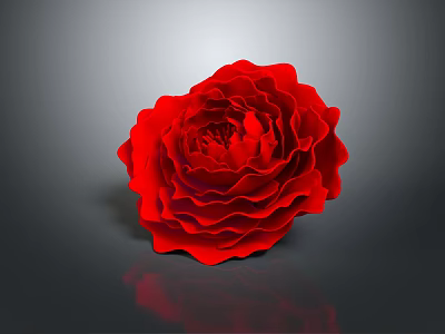 Red Rose with Layered Petals Shiny Surface and Reflection on Gray Background 3d model