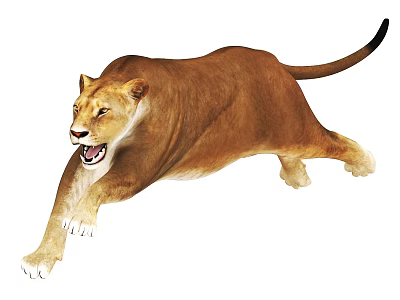 Dynamic Brown Lioness Running With Open Mouth And Powerful Motion 3d model