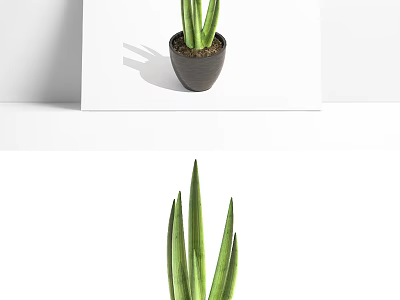 Aloe Vera Bonsai Potted Plant With Green Long Leaves In Gray Pot 3d model