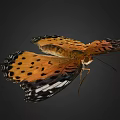 Vibrant Butterfly With Orange Wings Black Spots And White Wing Edges On Dark Background
