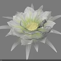 Stunning Vase Flower With Gray Green Petals And Yellow Center Design