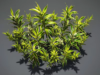 Modern lily bamboo lily bamboo golden bamboo banana shrub evergreen shrub plant combination indoor lily bamboo curved leaf dracaemia potted small tree 3d model