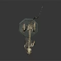 Detailed Standing Monkey Skeleton Display On Blue Base With Black Background 3d model