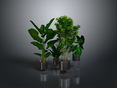 Lush Green Plants With Various Leaf Shapes In Metal And Transparent Pots On Gray Background 3d model