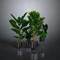 Lush Green Plants With Various Leaf Shapes In Metal And Transparent Pots On Gray Background
