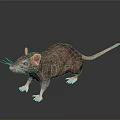 Realistic Brown Rat With Pink Ears And Tail On Dark Background