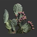 Natural Green Prickly Pear Cactus With Fresh Purple Fruits And Pads