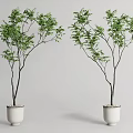 Bonsai Potted Plants in White Ceramic Pots with Slender Stems and Green Leaves