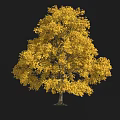 Plant Combination Of Autumn Trees With Orange And Yellow Leaves And White Silhouette