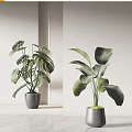 Large Leaf Tropical Potted Plants in Gray Pots for Modern Home Decor
