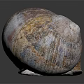 Unique Colorful Textured Marine Snail Shell Showcased On Dark Reflective Background