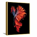 Three Betta Fish Animal Paintings With Black Background And Gold Frames