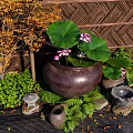 Zen Garden With Large Clay Pot Lotus Flowers Leaves Bamboo Fence Stone Lantern