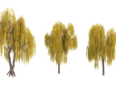 Weeping Willow Trees With Yellow Leaves And Various Weeping Branch Forms 3d model