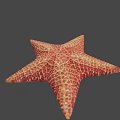 Red Orange Starfish With Detailed Textured Surface On Gray Background