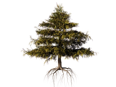 Modern Pine Tree Pine Plant model