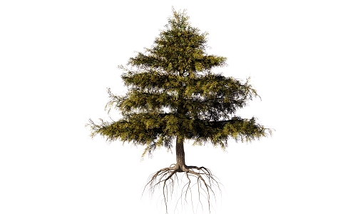 Modern Pine Tree Pine Plant 3d model