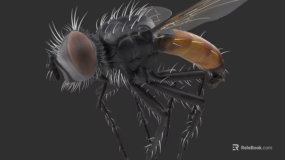 Detailed Close Up Of A Fly With Large Eyes And Hairy Body And Transparent Wings 3d model 