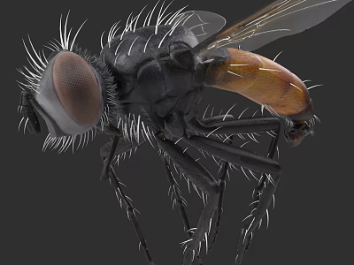 Detailed Close Up Of A Fly With Large Eyes And Hairy Body And Transparent Wings 3d model