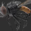 Detailed Close Up Of A Fly With Large Eyes And Hairy Body And Transparent Wings
