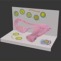 Pelvic Organs Detailed Anatomical Model With Cellular Structures And Medical Illustrations
