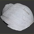 Aquatic Animal Shell With White Spiral Shape And Textured Surface