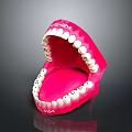 Anatomically Detailed Oral Organ Model With White Teeth And Pink Gums For Dental Education