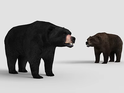Two Black And Brown Bears Standing Face To Face On Gray Background 3d model
