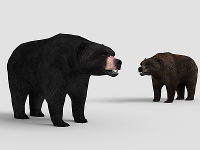 The Modern Bear model