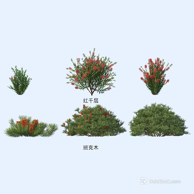 Plant Combination Featuring Callistemon And Banksia With Colorful Blooms And Green Foliage 3d model 