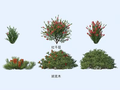 Plant Combination Featuring Callistemon And Banksia With Colorful Blooms And Green Foliage 3d model